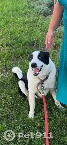 Зникла лайка Макс у Вінницькій області! - photo