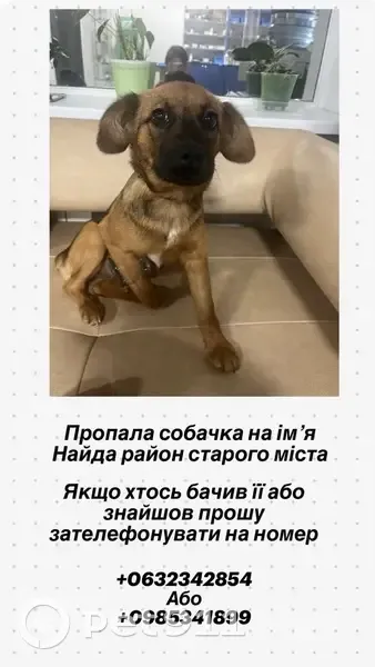 Зникла грайлива собака в центрі Вінниці - photo