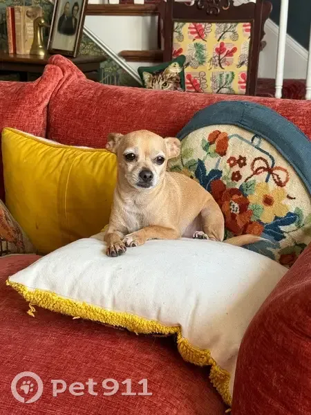 Lost Dog Alert: Bill Missing in Savannah - photo