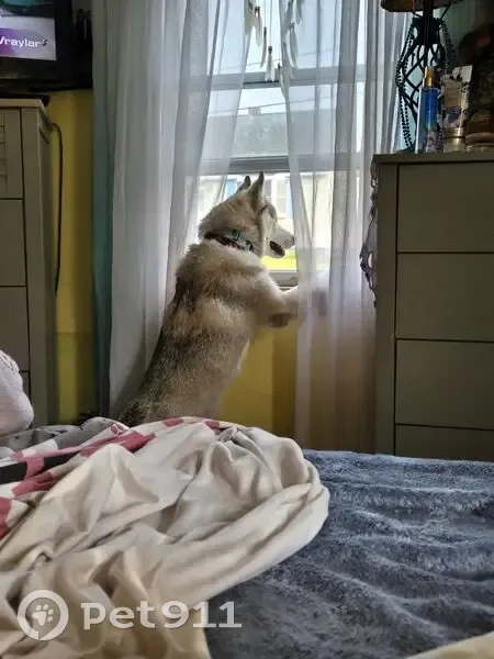 Lost Siberian Husky: Saratoga St, Lowell - photo