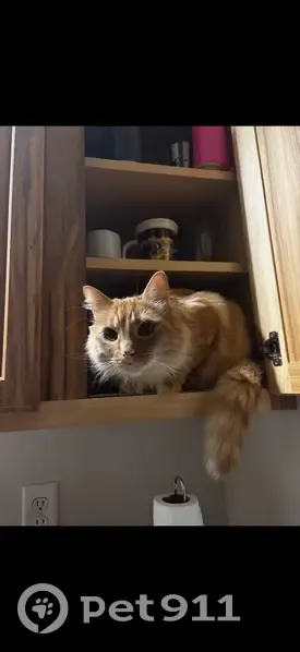 Help Find Our Lost Orange Tabby Cat! - photo