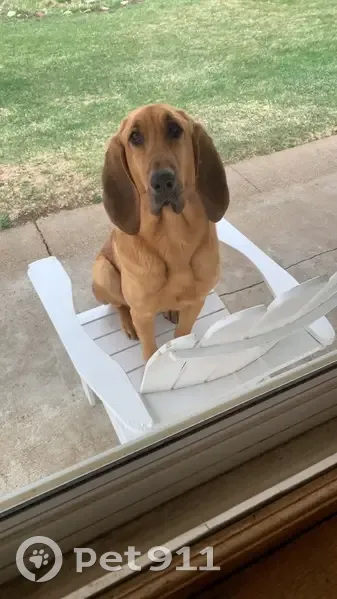 Lost Bloodhound Maddi: Battle Creek Area - photo