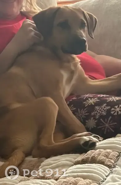 Lost Puppy: Reddish Blonde in Weaverville - photo