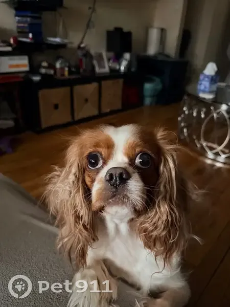 Lost Dog: 5-Yr-Old, Bad Hip, Foster Ave - photo