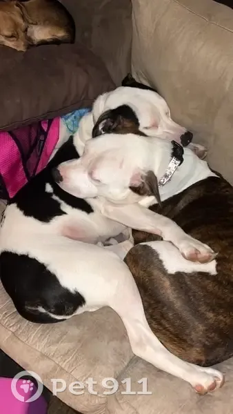 Lost Dogs: Sisters Missing in Fairview - photo