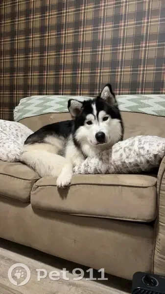 Lost Husky: Fast, Large, 70lbs, Markdale - photo