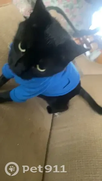 Lost Black Cat on State Highway 5 - photo