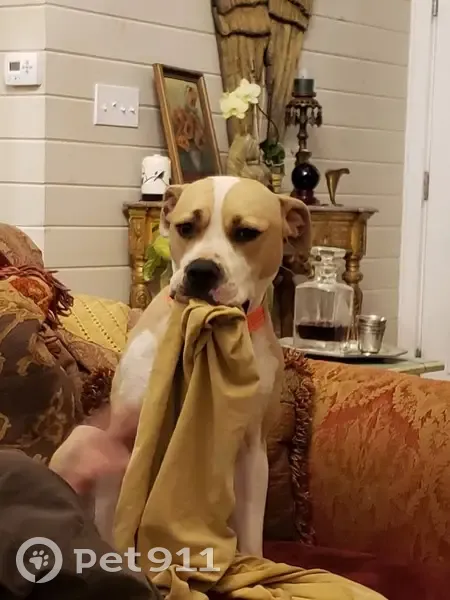 Missing: Small Pitbull, Tan & White, 45lbs - photo