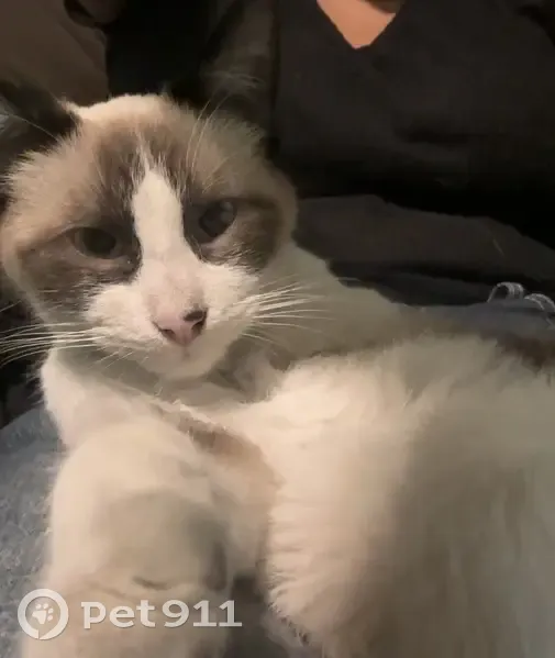 Se busca: Gato blanco con mancha café en Neza - photo