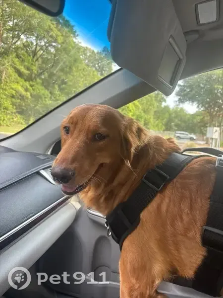 Missing Dog: Fluffy, Shy, Black-Spotted - photo