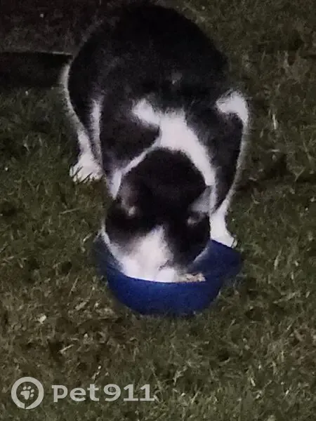 Lost Cat: Black Nose Mark - Glen Carbon - photo