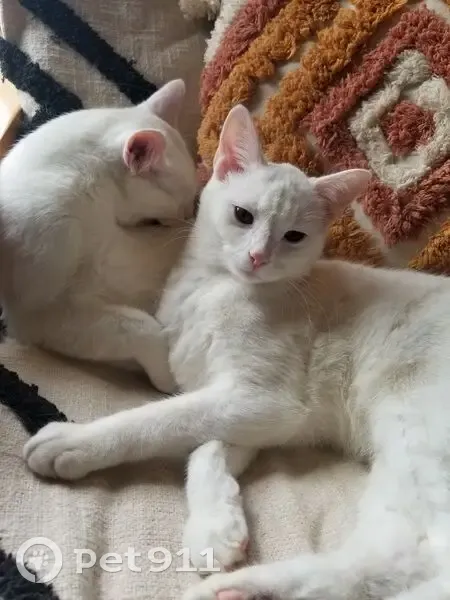 Lost Deaf White Cat: Green Eyes, Neutered - photo