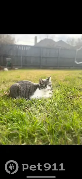 Lost Cat in Irving: Help Find Her! - photo