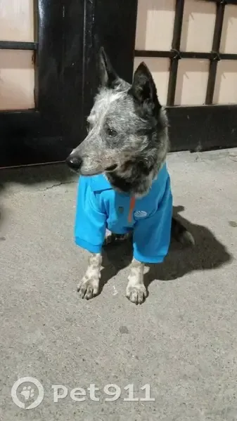 Perro Hallado en Curtidores de Teremendo - photo