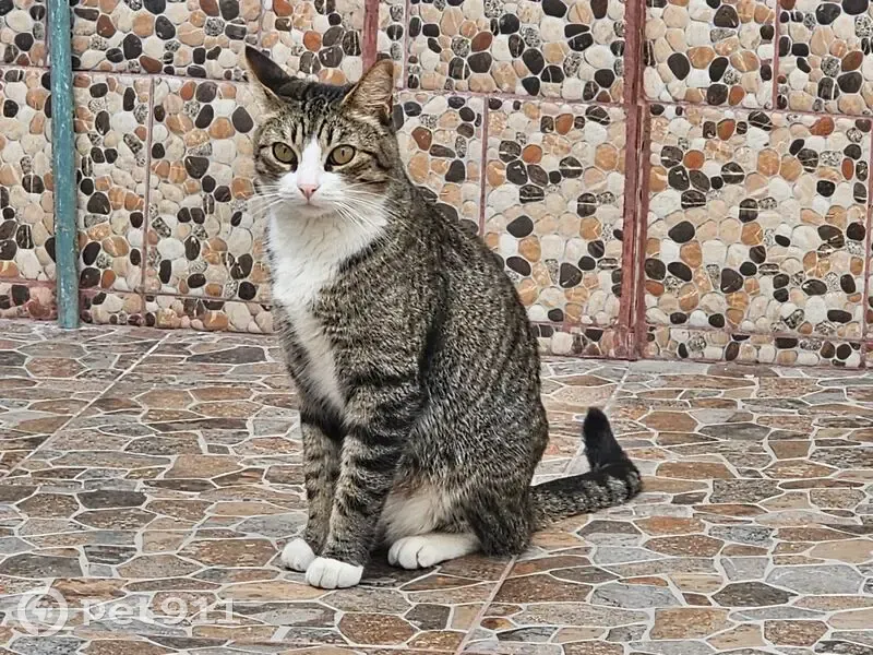 Gato Gris Atigrado Perdido en Puentetitla - photo