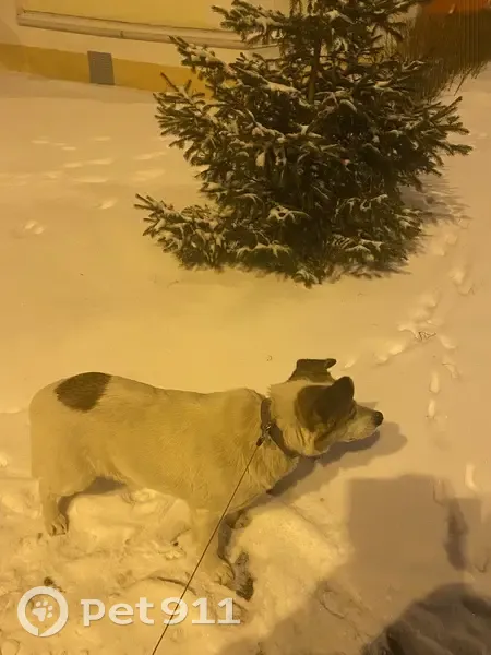 Знайдено собаку: кобель, 7-8 років, Харків - photo