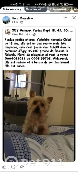 Perdue : Chloé, Yorkshire 13 ans à Égry - photo