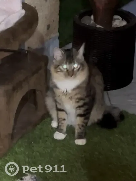 Gato perdido con cola en Z, chip y capado - photo