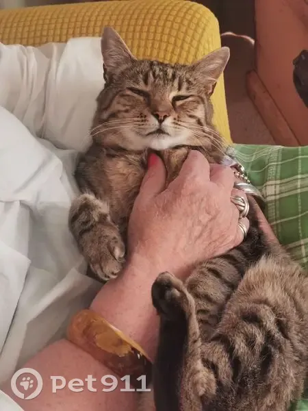 Lost Tabby Coco: Reward in Clarence City - photo