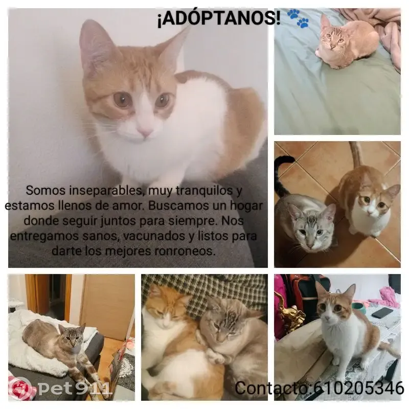 Tiernos Gatos Juguetones Buscan Hogar en Málaga - photo