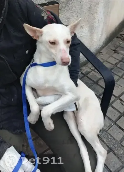 ¡Ayuda! Podenca Blanca Perdida en Granada - photo