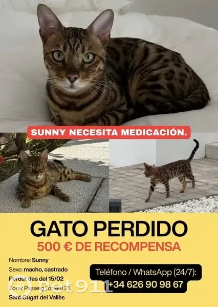 Gato Bengalí Perdido: Klar Necesita Medicación - photo