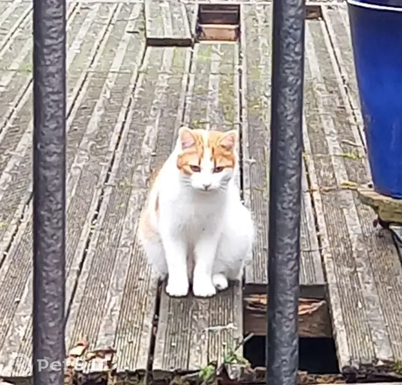 Chat perdu, blanc/roux, rue du Port, Lavau - photo