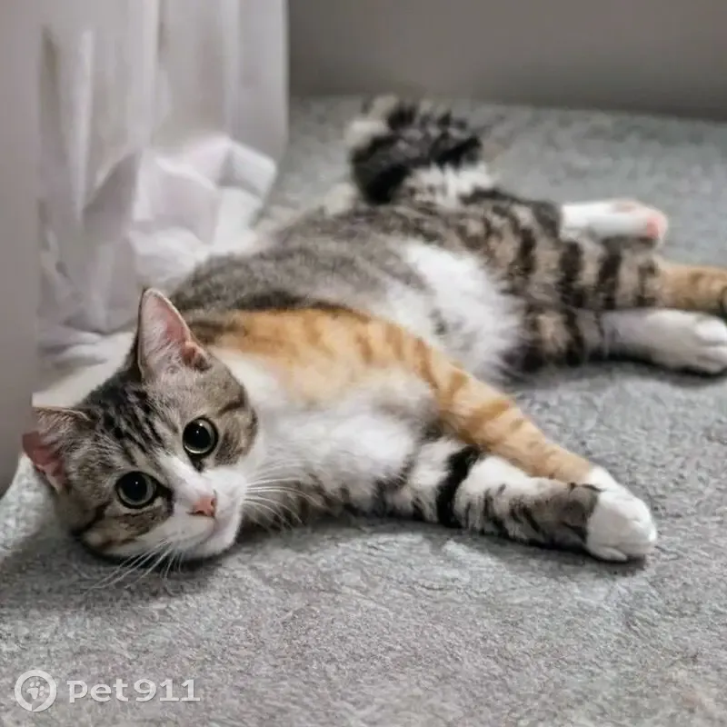 Chatte tigrée Kakou perdue à Ploemeur - photo