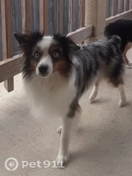 Help Find Joey: Missing Mini Aussie - photo