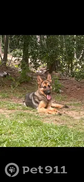 Missing Dog: Sweet, Skittish, Loves Car Rides - photo