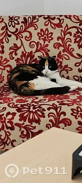 Found: Skylar, Multi-Colored Cat, Surf Coast - photo