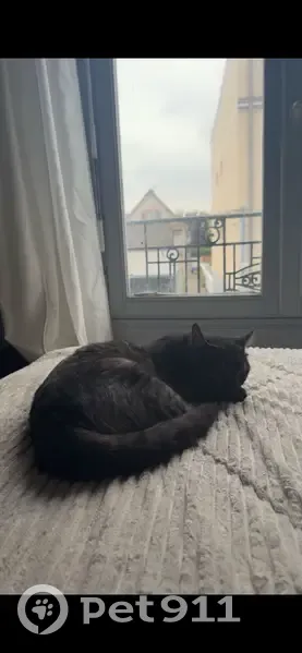 Chat tigré perdu, Av. Général Leclerc - photo