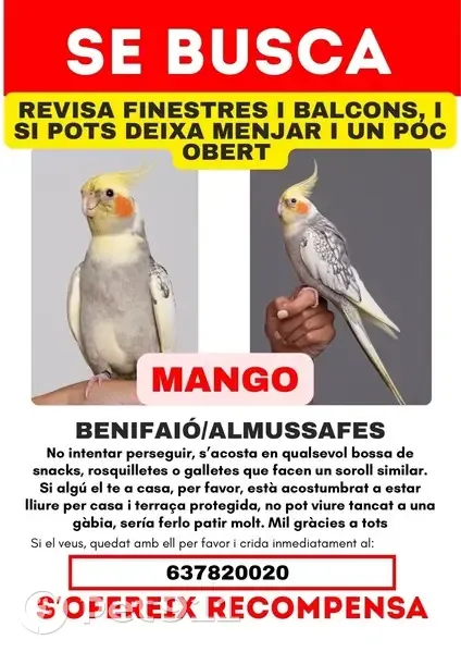 ¡Ave Perdida! Responde a Sonidos de Snacks - photo