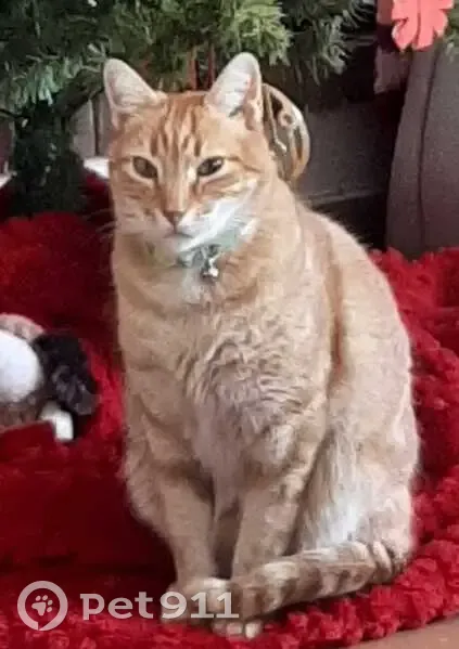 ¡Ayuda a encontrar a Mr. Rubius, gato perdido! - photo