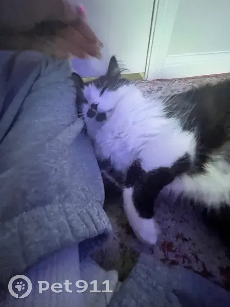 Help Find Atina: Missing Cat in Rosharon - photo