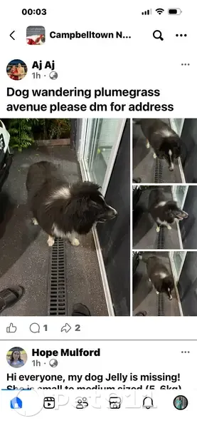 Lost Dog: Fluffy Black & White in Campbelltown - photo