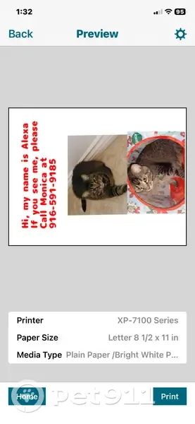 Lost Cat Refer: Brown, Black & White - photo