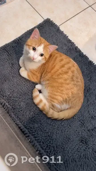 Chat roux et blanc perdu à Argenteuil - photo