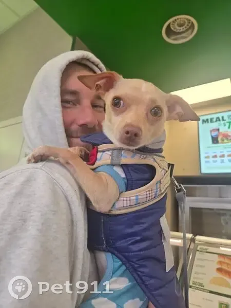 Lost: Tiny Tan Dog in Red Sweater - photo