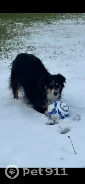 Lost Black Tri Australian Shepherd - photo