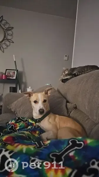 Lost Dog Max: Tan Coat, Pittston Area - photo