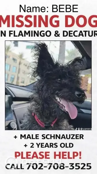 Help Find Our Missing Black Dog in Vegas! - photo