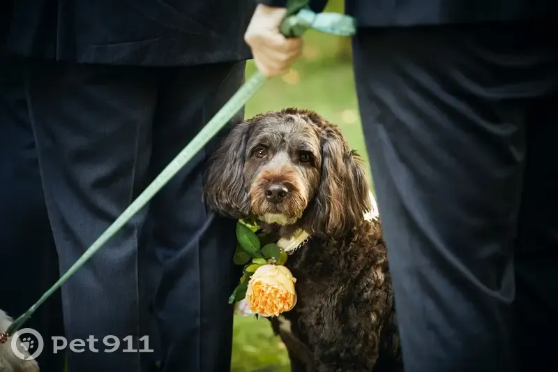 Lost Brown Labradoodle: Pluto in Brookville - photo