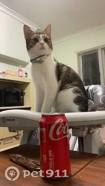 Lost Tabby Cat: Friendly & Rainbow-Collared - photo