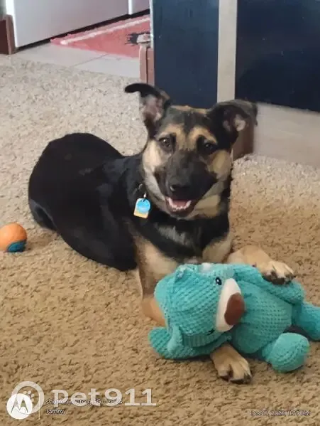 Lost German Shepherd in Fort Collins - photo