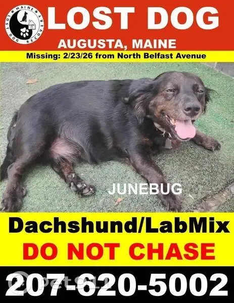 Lost: Small Mix Dog 'Junebug' in Augusta - photo