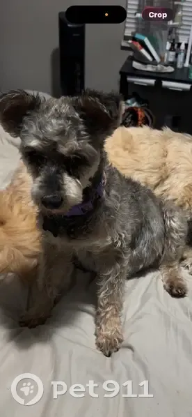 Lost Dog: Deaf & Blind, Purple Floral Collar - photo