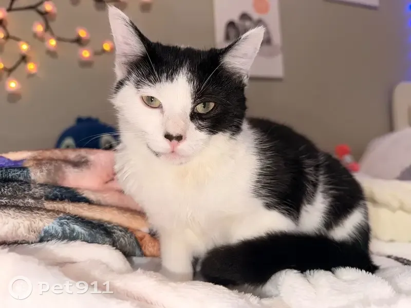 Lost Kitten: Unique Markings, Help Find! - photo