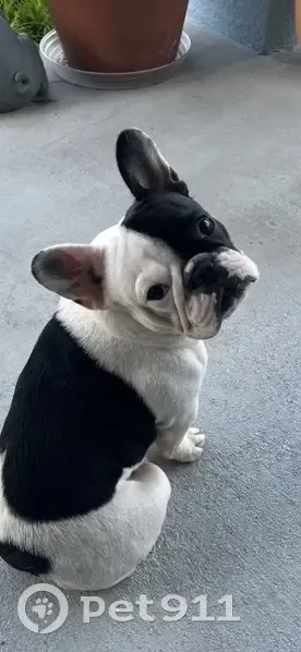 Lily the Dog Escaped! Help Find Her - photo