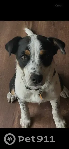 Lost Dog: Black/White/Tan in Florida - photo